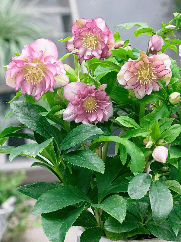 Морозник Дабл Эллен Пинк Споттид